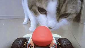 Los gatos se convierten en el mayor obstáculo en Mario Kart Live: Home Circuit.